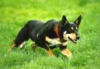 The Kelpie Registry